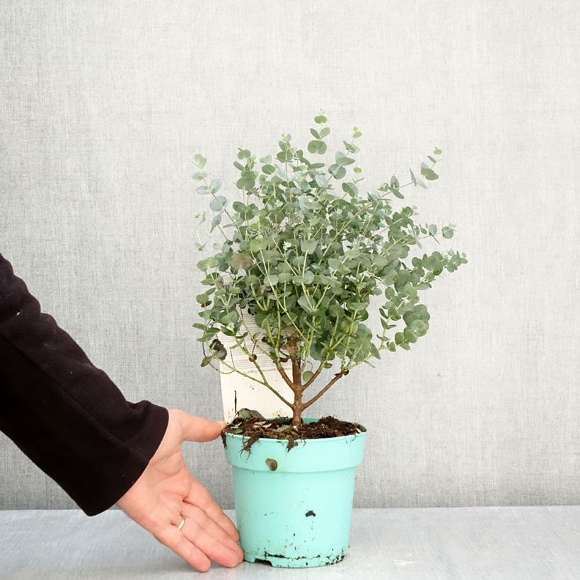 Exemplar von Eucalyptus gunnii Azura Cagire - Mostgummi-Eukalyptus Topf mit 1,5L/2L wie im Herbst geliefert