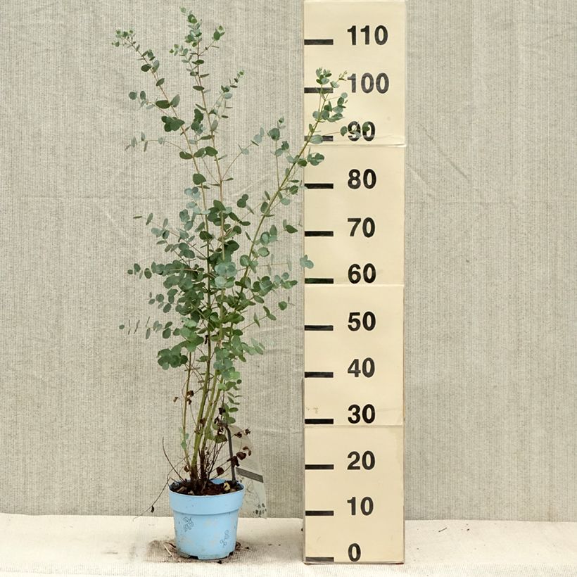 Exemplar von Eucalyptus gunnii Blaue Liebe - Mostgummi-Eukalyptus Topf mit 2L/3L wie im Herbst geliefert