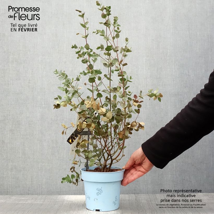 Exemplar von Eucalyptus gunnii Blaue Liebe - Mostgummi-Eukalyptus Topf mit 2L/3L wie im Winter geliefert