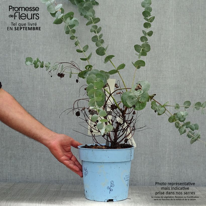 Exemplar von Eucalyptus gunnii Blaue Liebe - Mostgummi-Eukalyptus Topf mit 6L/7L wie im Herbst geliefert