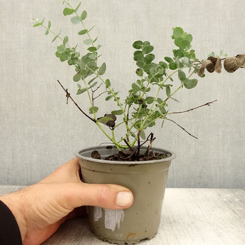 Exemplar von Mostgummi-Eukalyptus - Eucalyptus gunnii Topf mit 1L/1,5L wie im Herbst geliefert