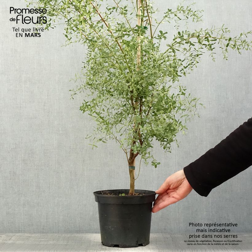 Exemplar von Eucalyptus gunnii France Bleu Rengun - Mostgummi-Eukalyptus Topf mit 3L/4L wie im Frühjahr geliefert