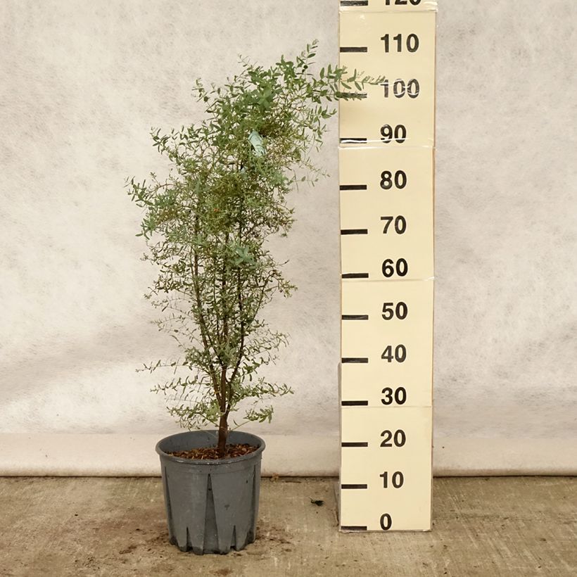 Exemplar von Eucalyptus gunnii France Bleu Rengun - Mostgummi-Eukalyptus Topf mit 7,5L/10L wie im Sommer geliefert