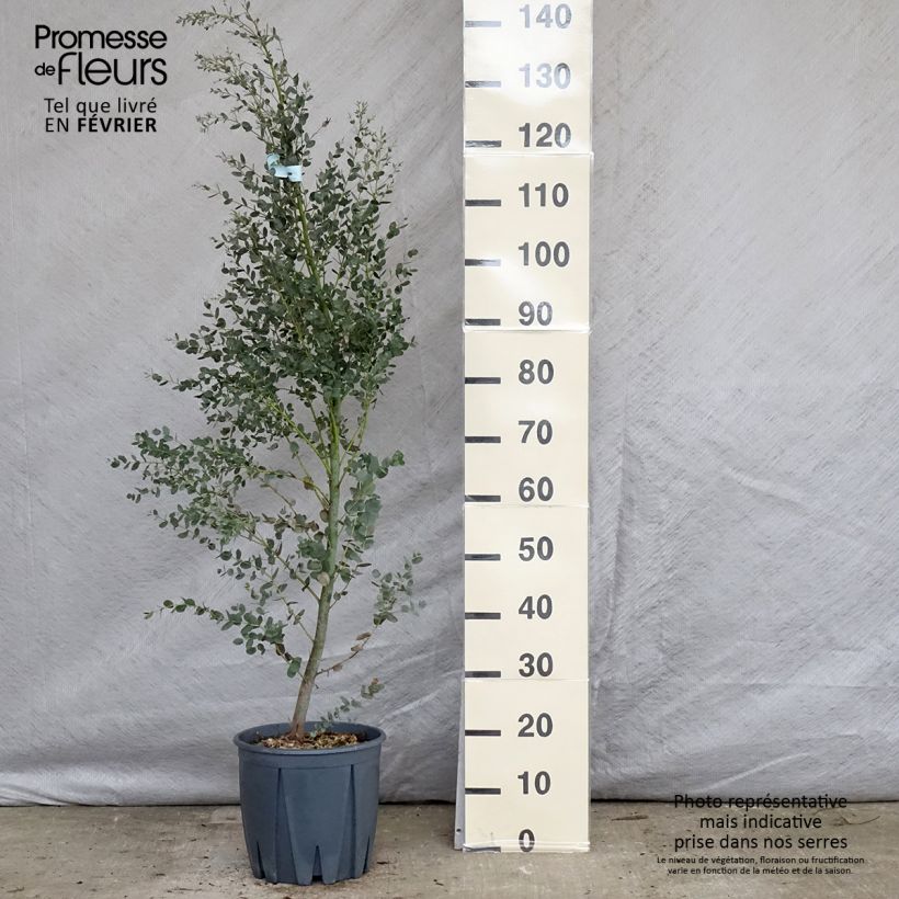 Exemplar von Eucalyptus gunnii France Bleu Rengun - Mostgummi-Eukalyptus Topf mit 7,5L/10L wie im Winter geliefert