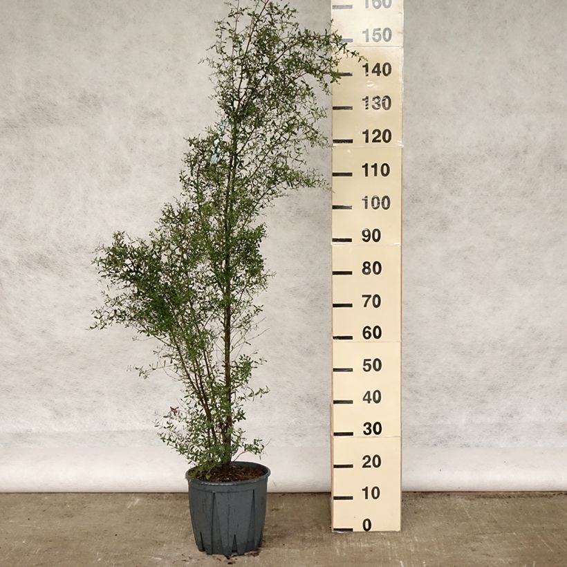 Exemplar von Eucalyptus gunnii France Bleu Rengun - Mostgummi-Eukalyptus Topf mit 7,5L/10L wie im Frühjahr geliefert