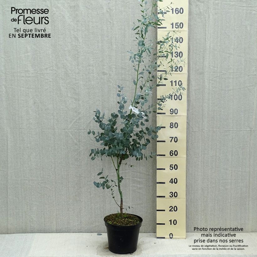 Exemplar von Eucalyptus gunnii Silverana - Mostgummi-Eukalyptus Topf mit 4L/5L wie im Herbst geliefert