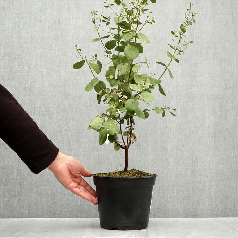 Exemplar von Eucalyptus johnstonii Topf mit 4L/5L wie im Herbst geliefert