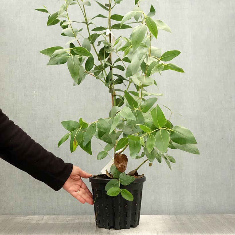 Exemplar von Eucalyptus kitsoniana Topf mit 4L/5L wie im Herbst geliefert