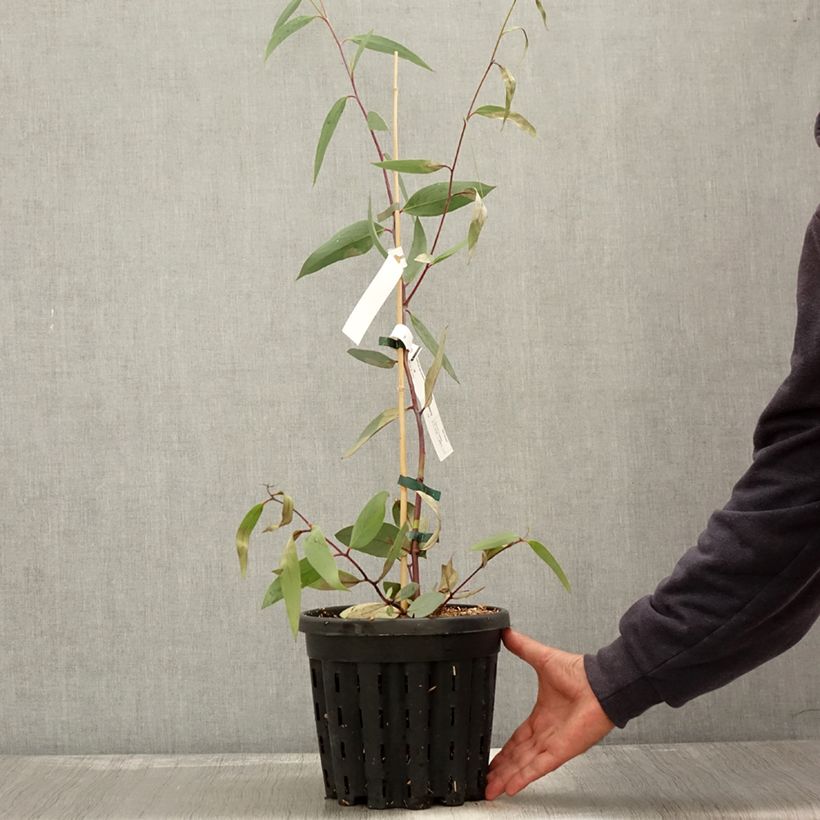 Exemplar von Eucalyptus lacrimans Topf mit 4L/5L wie im Herbst geliefert