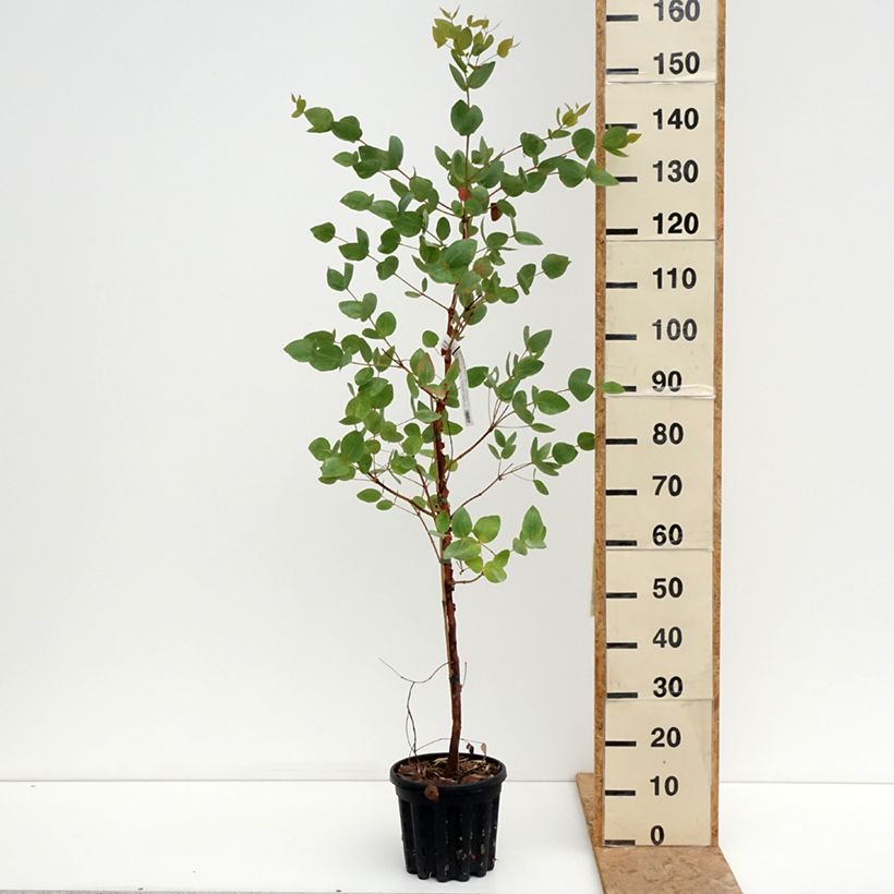 Exemplar von Eucalyptus leucoxylon Rosea Topf mit 4L/5L wie im Sommer geliefert