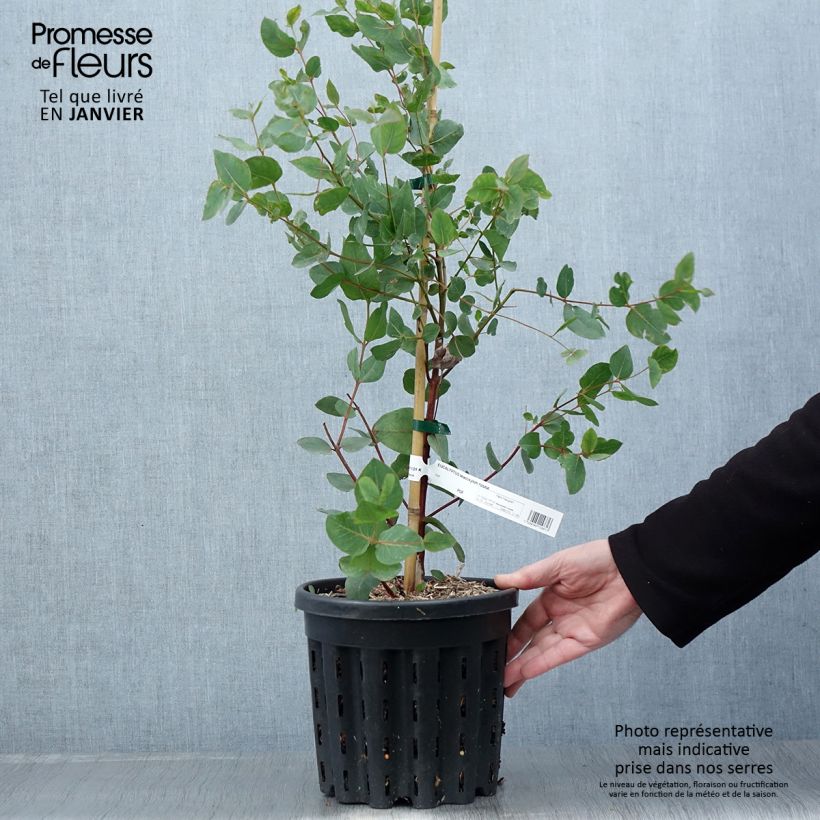 Exemplar von Eucalyptus leucoxylon Rosea Topf mit 4L/5L wie im Winter geliefert