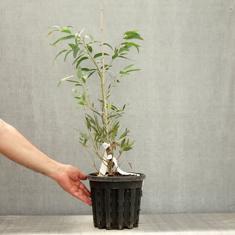Exemplar von Eucalyptus mitchelliana - Eukalyptus Topf mit 4L/5L wie im Sommer geliefert