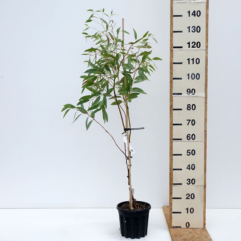 Exemplar von Eucalyptus mitchelliana - Eukalyptus Topf mit 4L/5L wie im Herbst geliefert