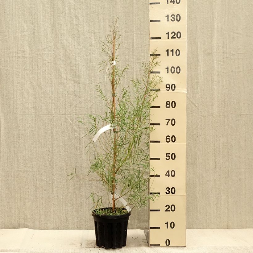 Exemplar von Eucalyptus nicholii Topf mit 4L/5L wie im Herbst geliefert