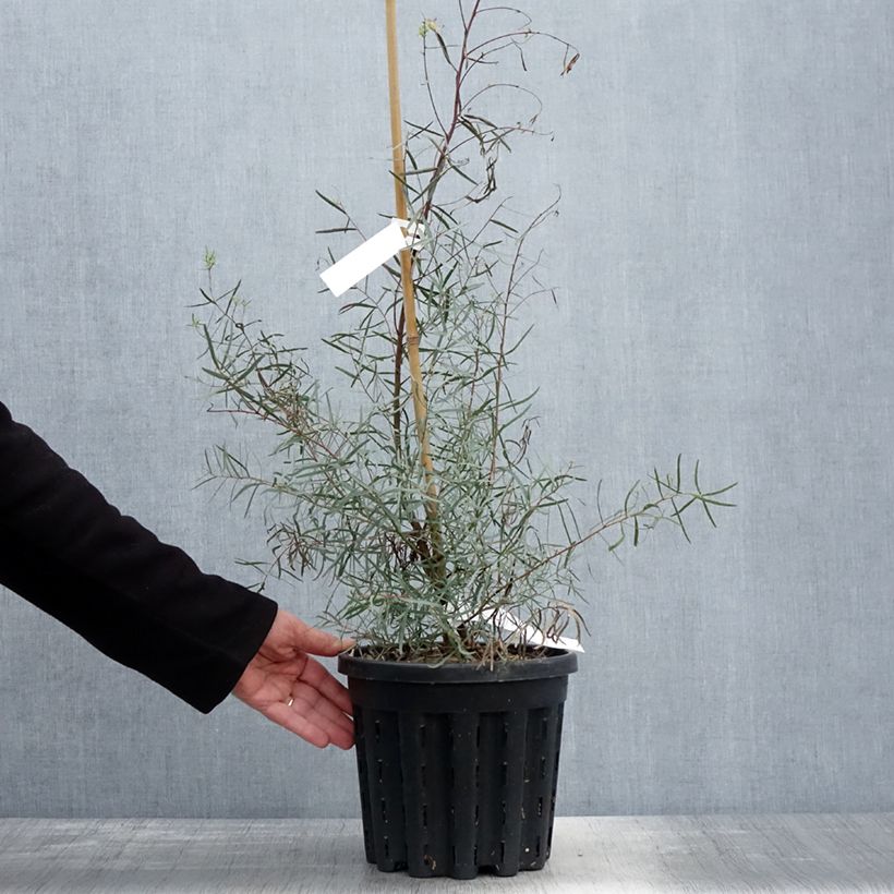 Exemplar von Eucalyptus nicholii Topf mit 4L/5L wie im Frühjahr geliefert