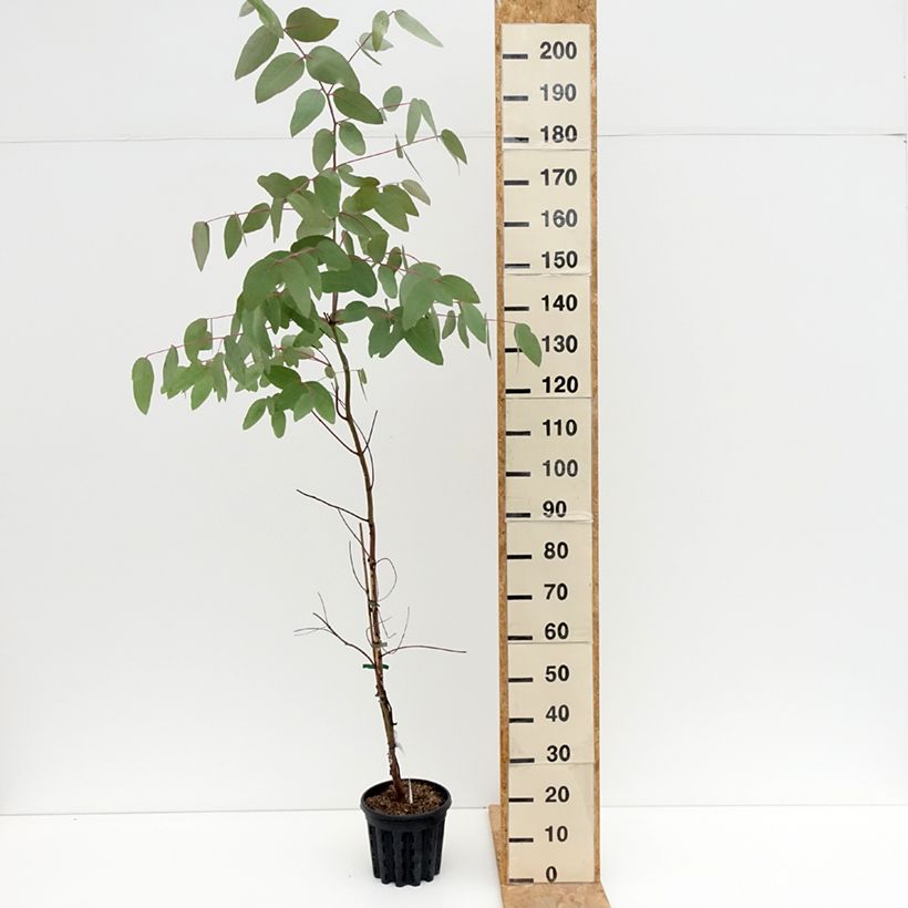 Exemplar von Eucalyptus nitens Topf mit 4L/5L wie im Sommer geliefert
