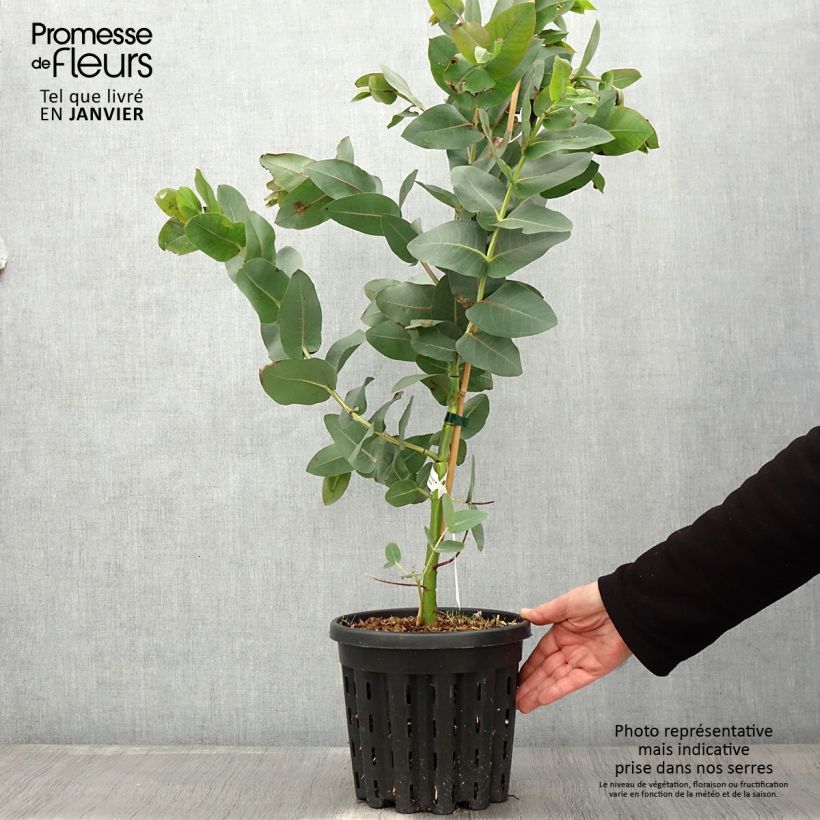 Exemplar von Eucalyptus nitens Topf mit 4L/5L wie im Winter geliefert
