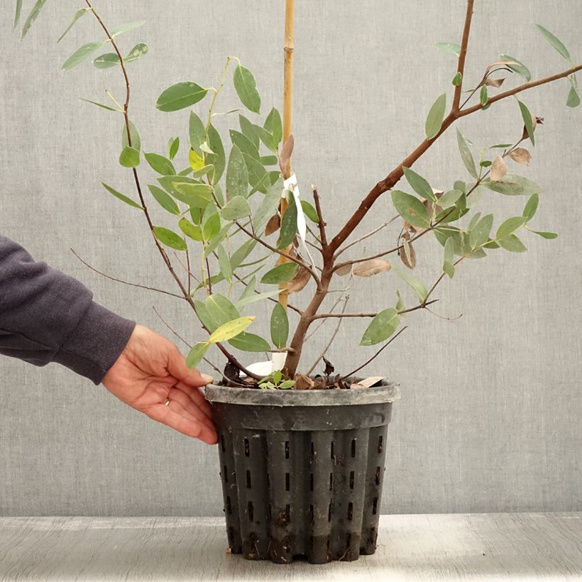 Exemplar von Eucalyptus nitida Topf mit 4L/5L wie im Herbst geliefert