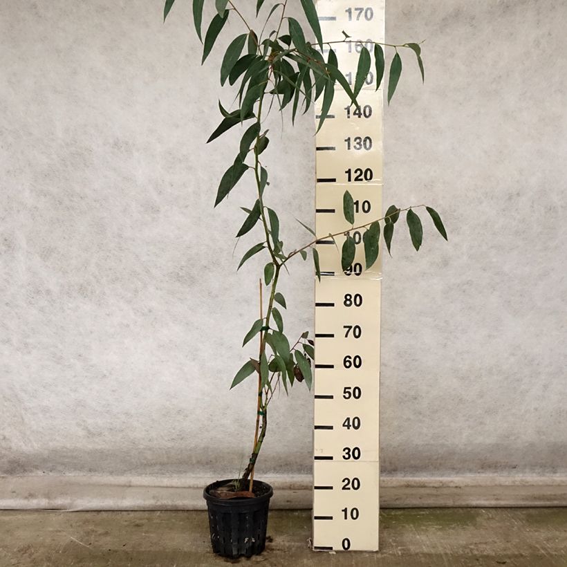 Exemplar von Eucalyptus pauciflora subsp. pauciflora Adaminaby - Schnee-Eucalyptus Topf mit 4L/5L wie im Herbst geliefert