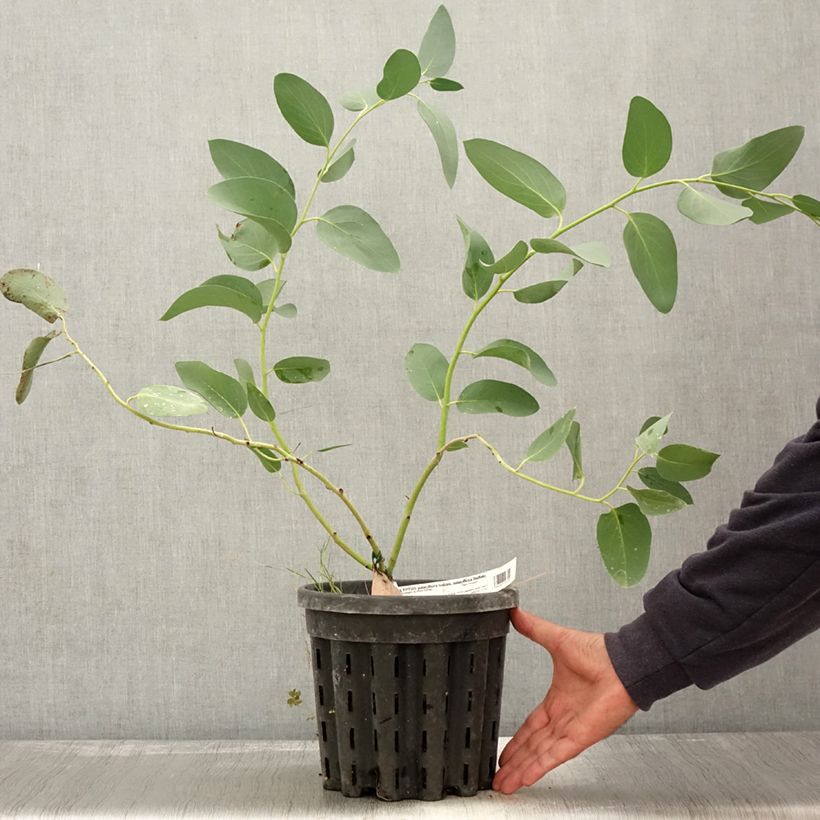 Exemplar von Eucalyptus pauciflora subsp. pauciflora Buffalo - Schnee-Eucalyptus Topf mit 4L/5L wie im Herbst geliefert