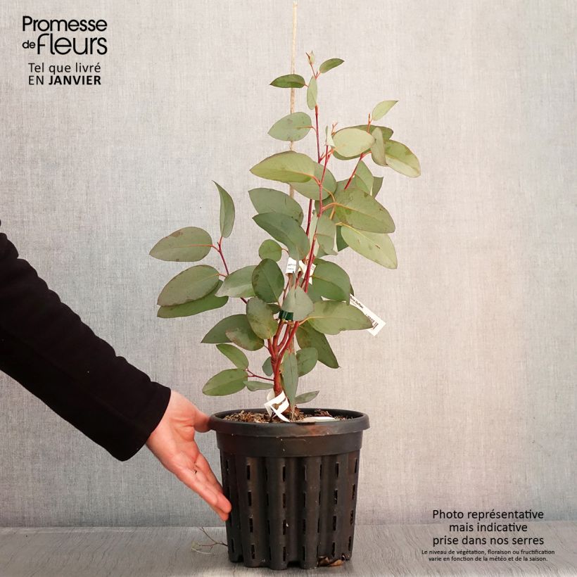 Exemplar von Eucalyptus pauciflora subsp. pauciflora Buffalo - Schnee-Eucalyptus Topf mit 4L/5L wie im Winter geliefert