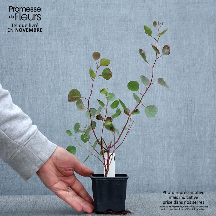 Exemplar von Eucalyptus polyanthemos Kleine Töpfe von 8/9 cm wie im Herbst geliefert