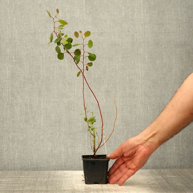 Exemplar von Eucalyptus polyanthemos Kleine Töpfe von 8/9 cm wie im Frühjahr geliefert