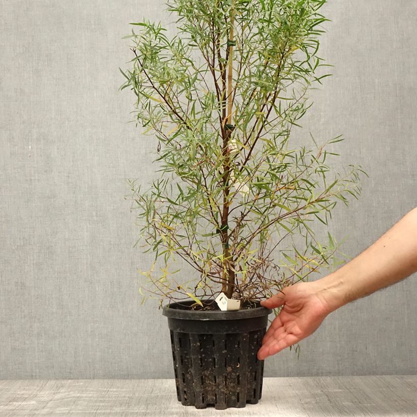 Exemplar von Eucalyptus pulchella - Gommier menthe poivrée blanche Pot de 4L/5L, Pot anti-chignon wie im Sommer geliefert