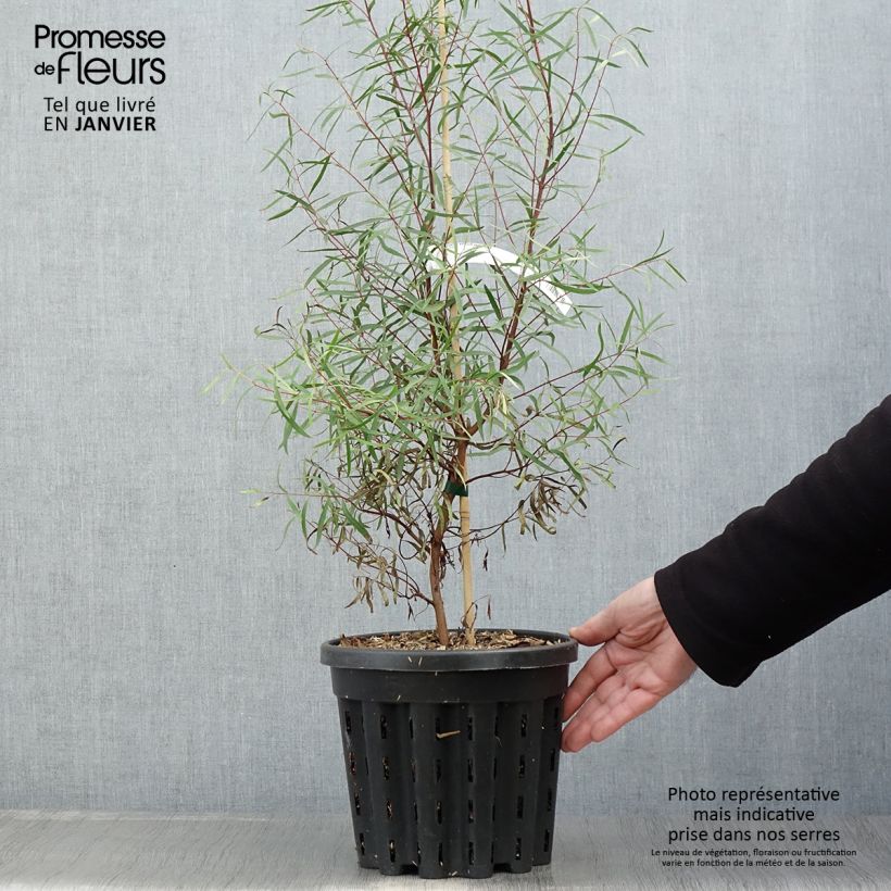 Exemplar von Eucalyptus pulchella Topf mit 4L/5L wie im Winter geliefert
