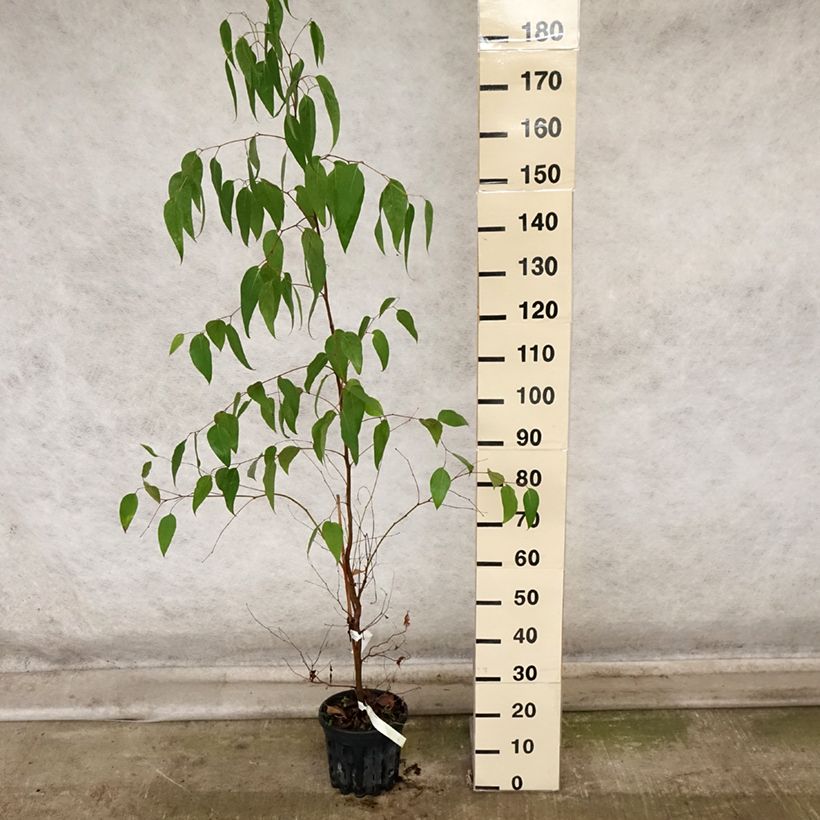 Exemplar von Eucalyptus regnans - Riesen-Eukalyptus Topf mit 4L/5L wie im Herbst geliefert