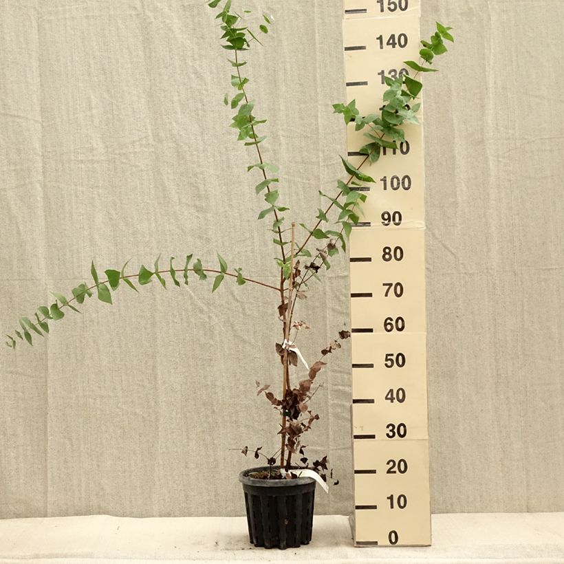 Exemplar von Eucalyptus risdonii Topf mit 4L/5L wie im Herbst geliefert