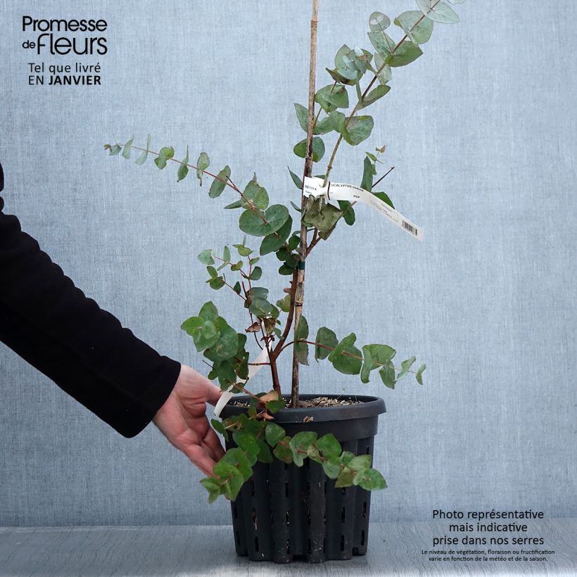Exemplar von Eucalyptus risdonii Topf mit 4L/5L wie im Winter geliefert