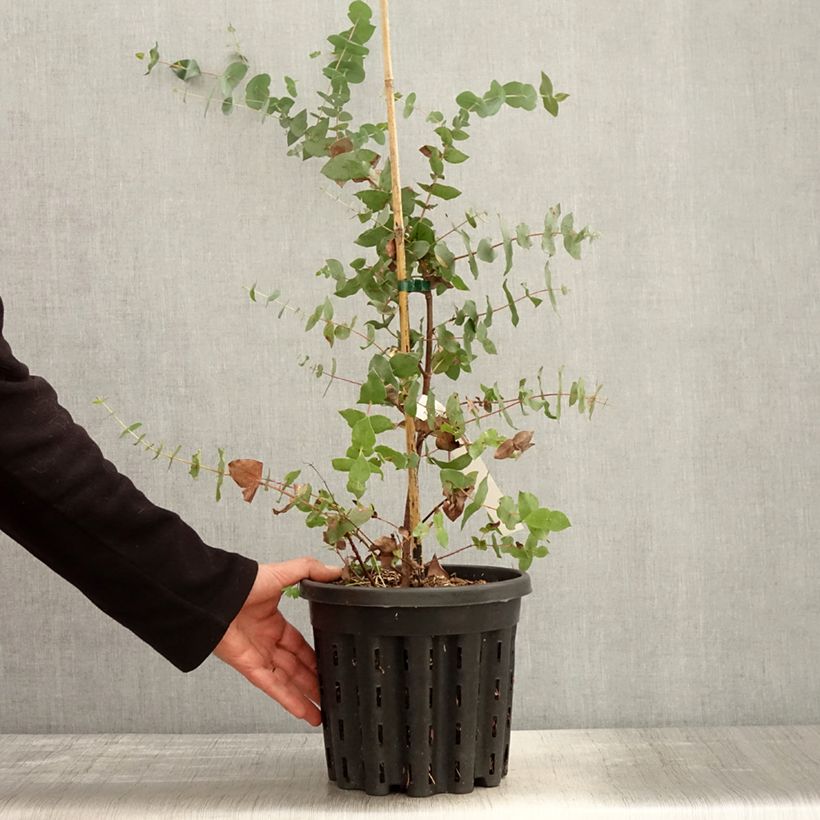Exemplar von Eucalyptus risdonii Topf mit 4L/5L wie im Frühjahr geliefert