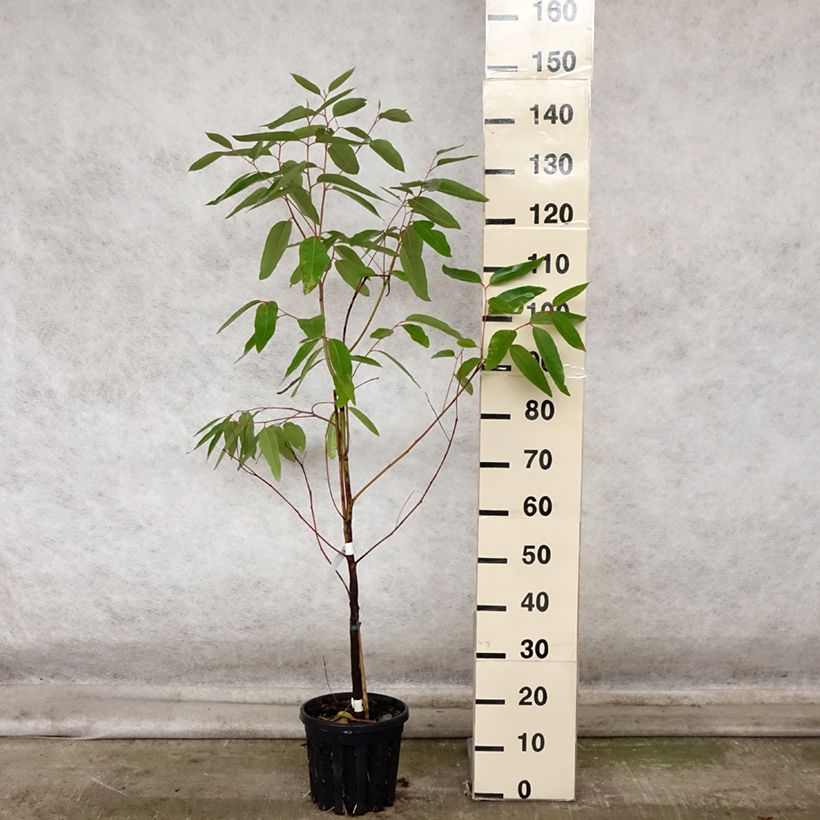 Exemplar von Eucalyptus robusta Topf mit 4L/5L wie im Herbst geliefert