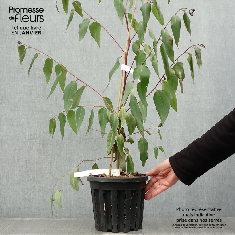 Exemplar von Eucalyptus robusta Topf mit 4L/5L wie im Winter geliefert