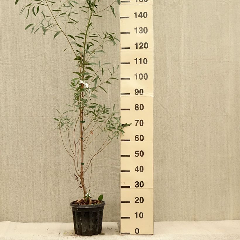 Exemplar von Eucalyptus rodwayi Topf mit 4L/5L wie im Herbst geliefert