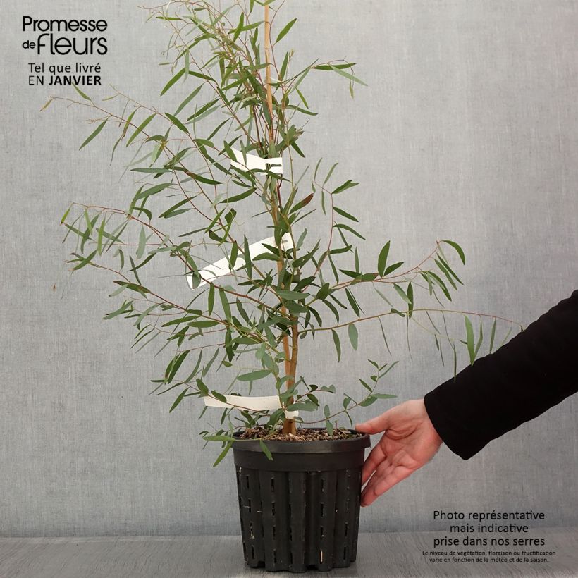 Exemplar von Eucalyptus rodwayi Topf mit 4L/5L wie im Winter geliefert