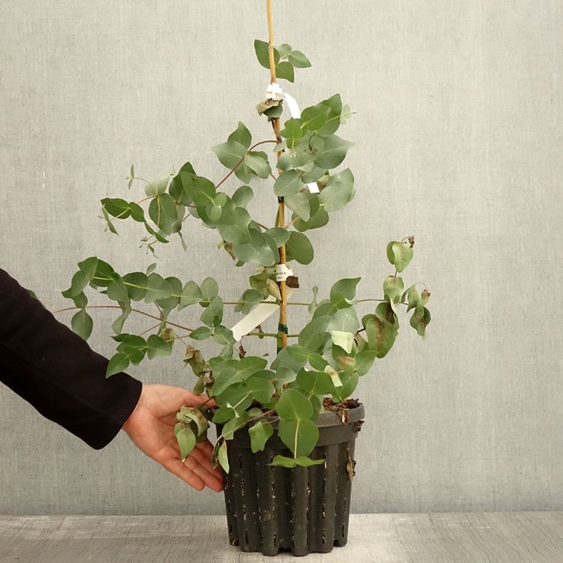 Exemplar von Eucalyptus rubida Topf mit 4L/5L wie im Herbst geliefert