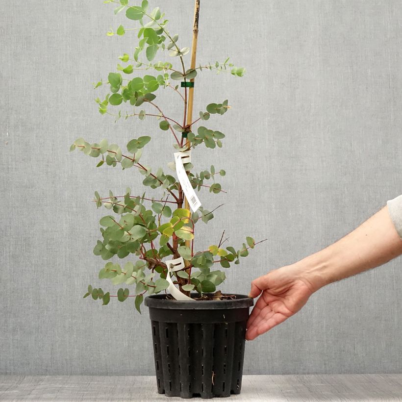 Exemplar von Eucalyptus rubida Topf mit 4L/5L wie im Sommer geliefert