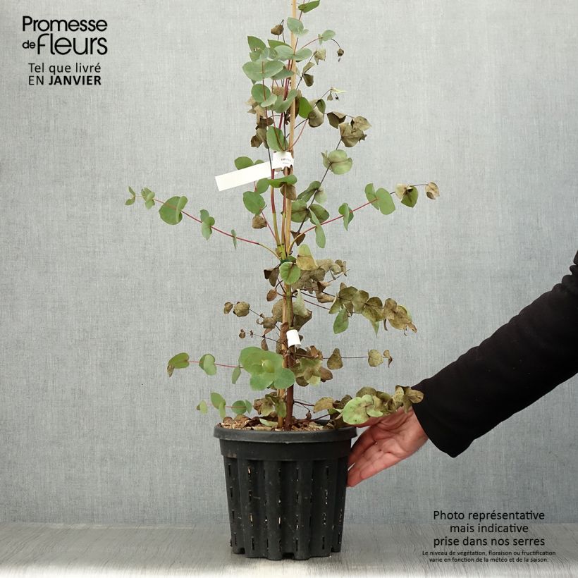 Exemplar von Eucalyptus rubida Topf mit 4L/5L wie im Winter geliefert