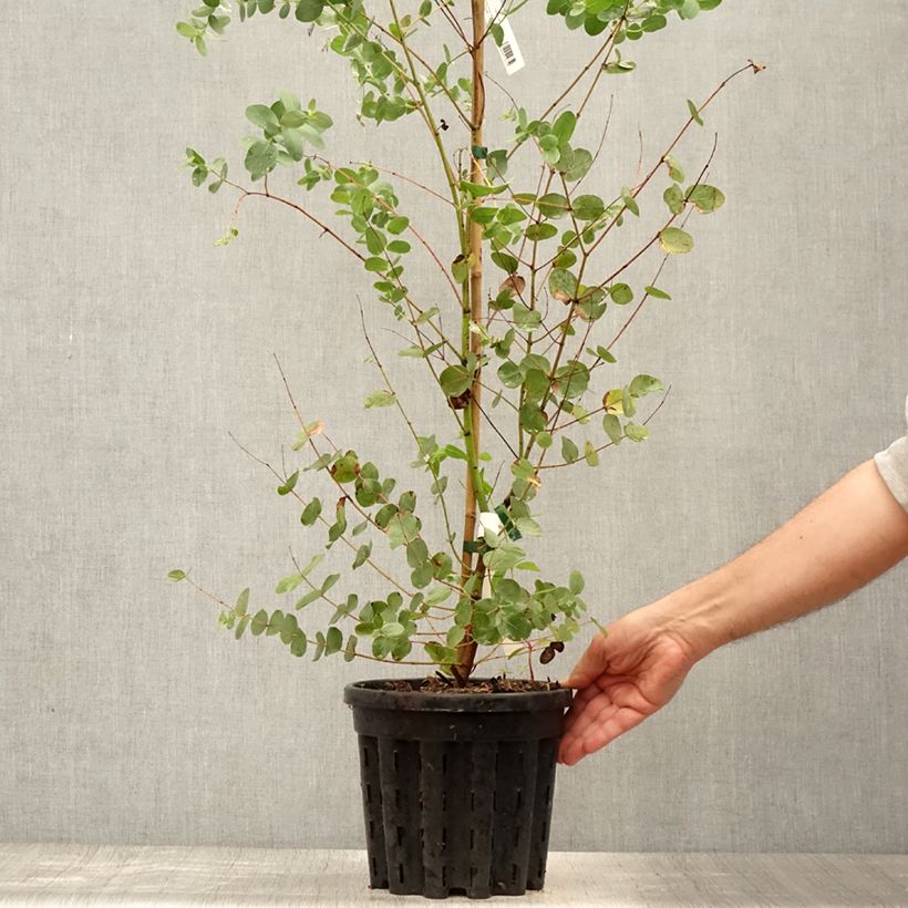Exemplar von Eucalyptus saxatilis Topf mit 4L/5L wie im Sommer geliefert
