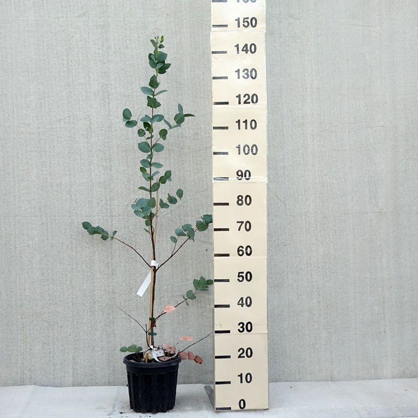Exemplar von Eucalyptus stellulata Topf mit 3L/4L wie im Herbst geliefert
