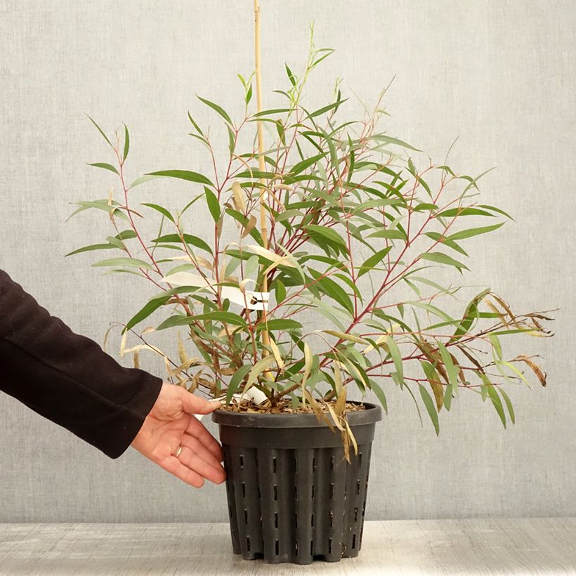 Exemplar von Eucalyptus stricta Topf mit 4L/5L wie im Frühjahr geliefert