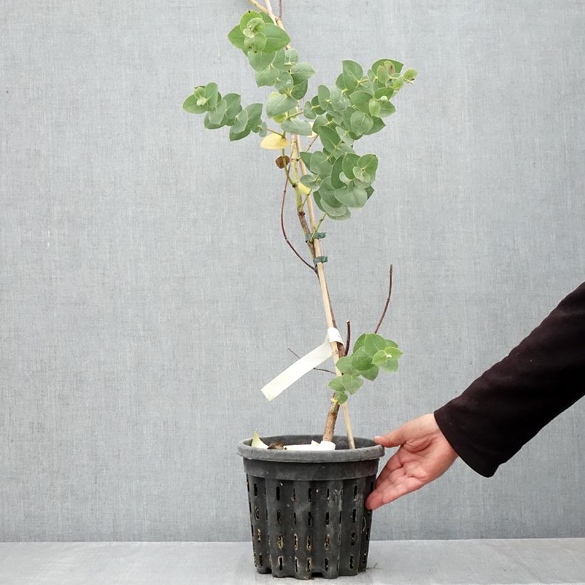 Exemplar von Eucalyptus sturgissiana Topf mit 4L/5L wie im Herbst geliefert