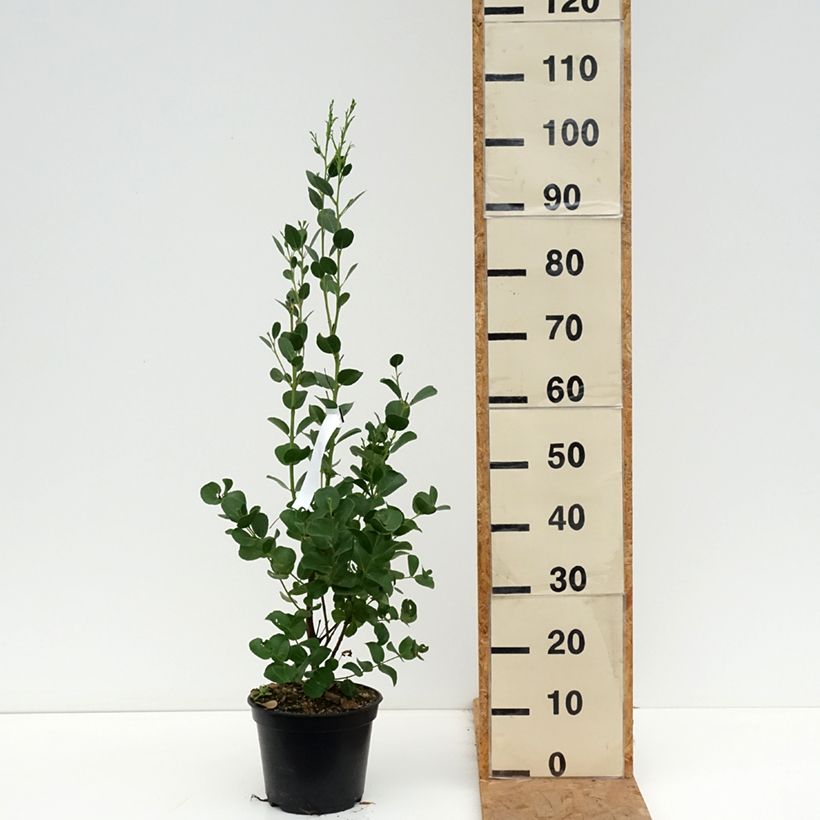 Exemplar von Eucalyptus subcrenulata Topf mit 4L/5L wie im Herbst geliefert