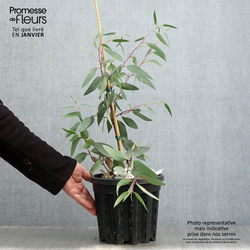 Exemplar von Eucalyptus tetraptera Topf mit 4L/5L wie im Winter geliefert