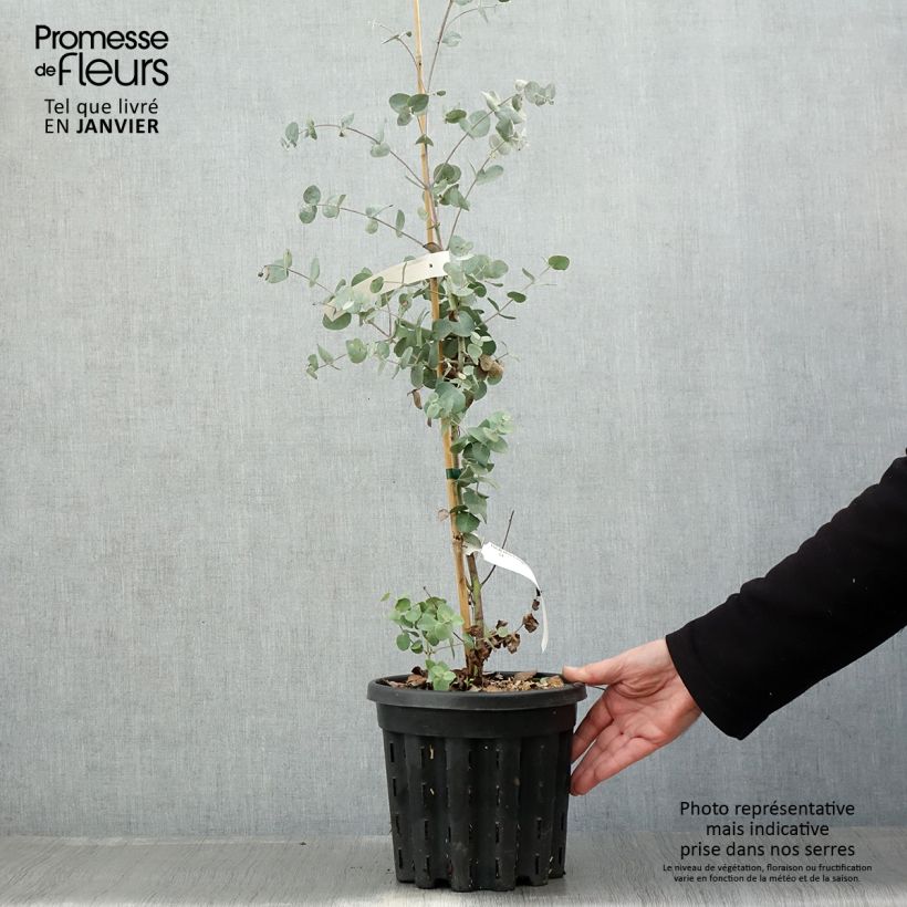 Exemplar von Eucalyptus urnigera f.glaucus Topf mit 4L/5L wie im Winter geliefert