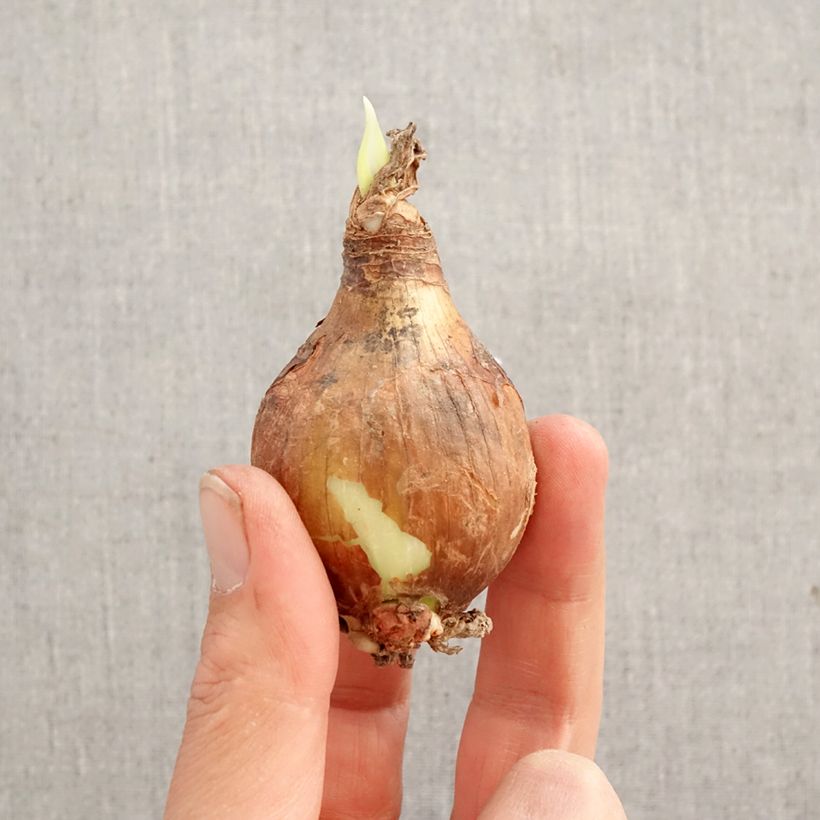 Exemplar von Eucharis amazonica - Herzenskelch Zwiebel Kaliber/Größe I wie im Frühjahr geliefert