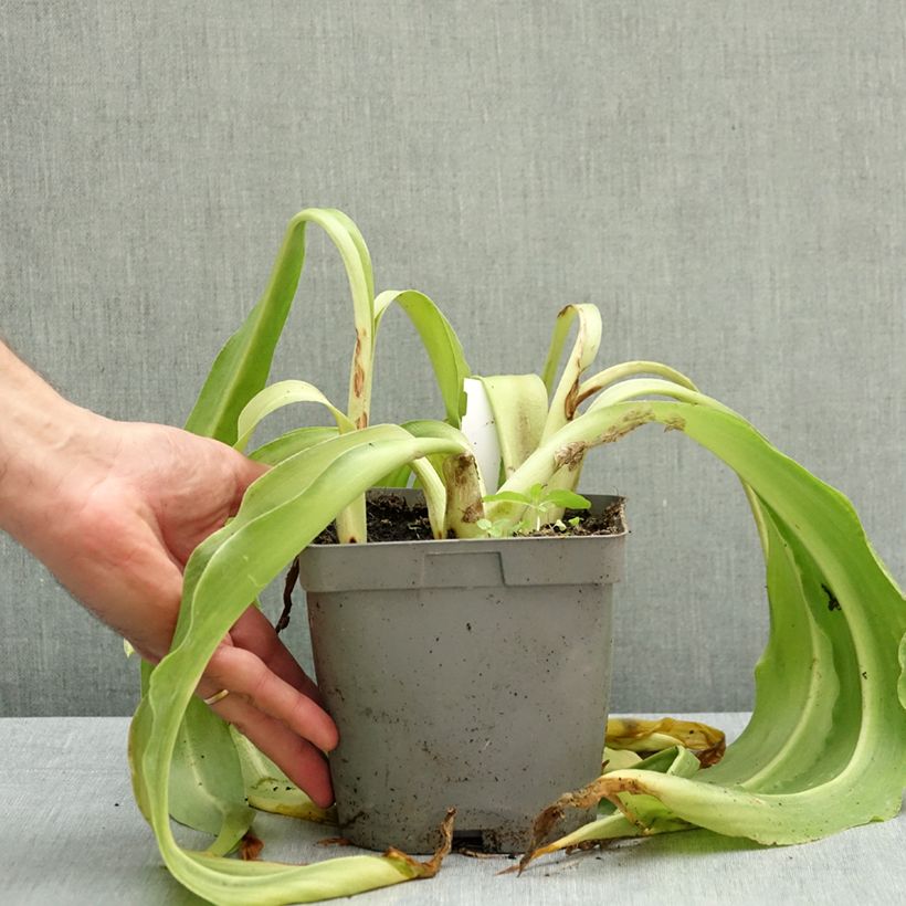Exemplar von Eucomis autumnalis - Schopflilie Topf mit 2L/3L Kaliber/Größe 14/16 wie im Herbst geliefert