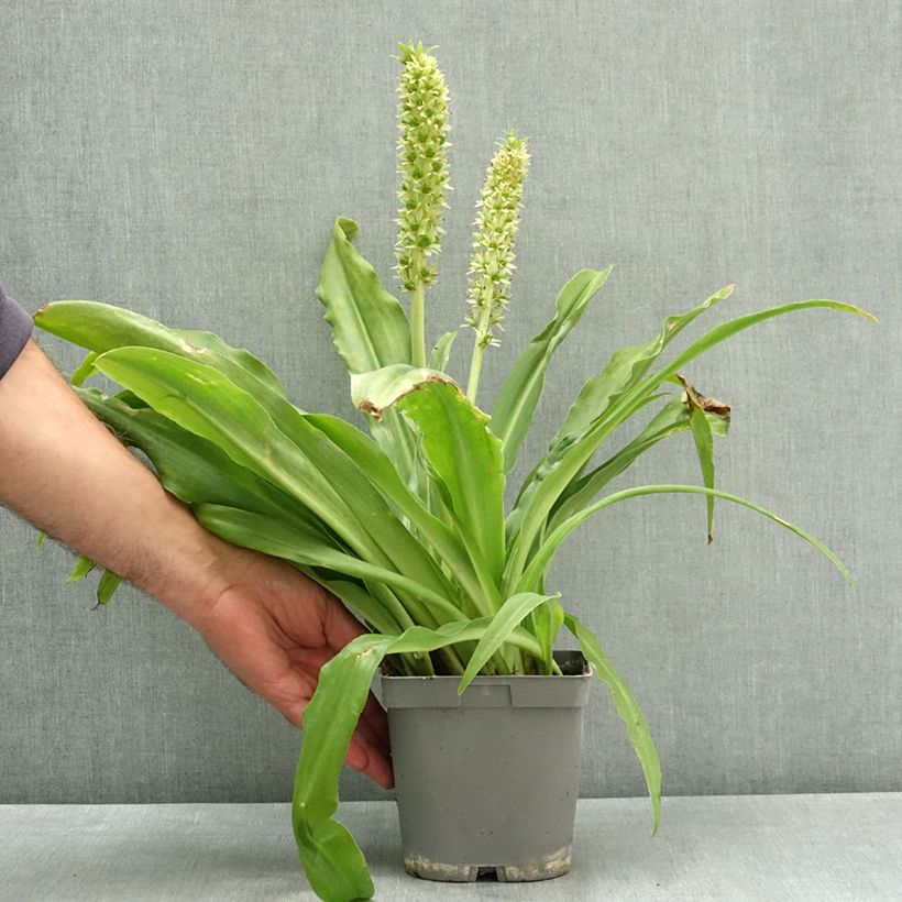 Exemplar von Eucomis autumnalis - Schopflilie Topf mit 2L/3L Kaliber/Größe 14/16 wie im Sommer geliefert